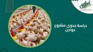 دراسة جدوى مشروع دواجن