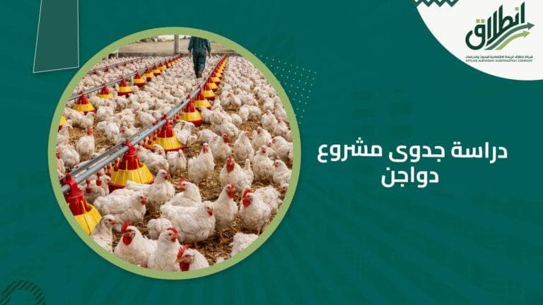 دراسة جدوى مشروع دواجن