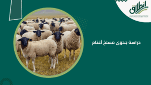 دراسة جدوى مسلخ أغنام