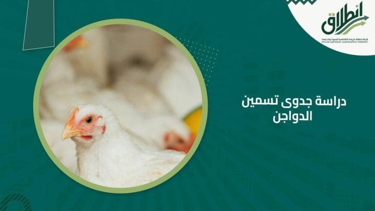 دراسة جدوى تسمين الدواجن