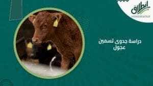 دراسة جدوى تسمين عجول