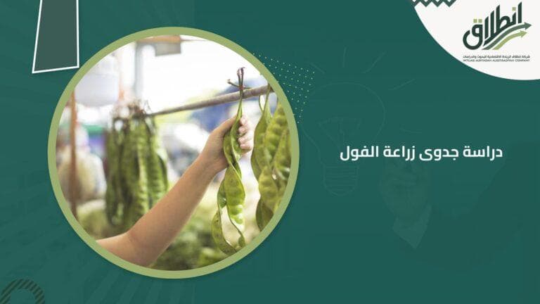 دراسة جدوى زراعة الفول