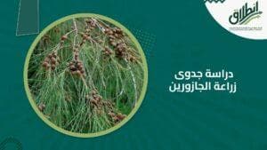 دراسة جدوى زراعة الجازورين