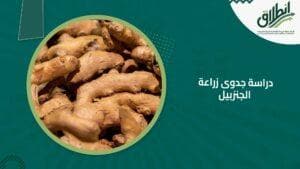 دراسة جدوى زراعة الجنزبيل