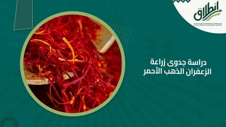 دراسة جدوى زراعة الزعفران الذهب الأحمر