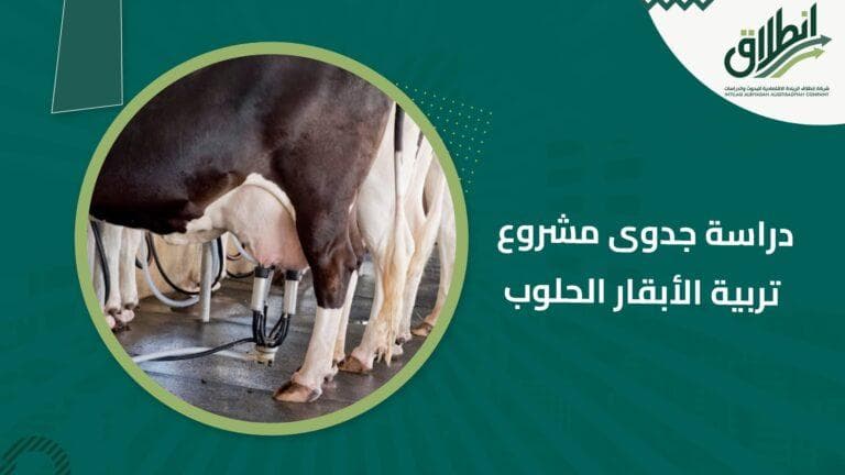 دراسة جدوى مشروع تربية الأبقار الحلوب