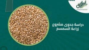 دراسة جدوى مشروع زراعة السمسم