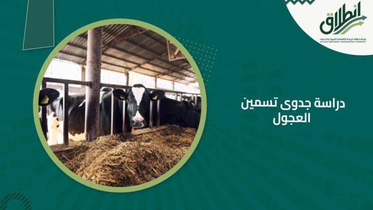 دراسة جدوى تسمين العجول