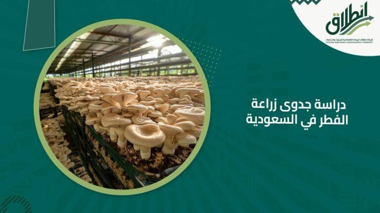 دراسة جدوى زراعة الفطر في السعودية