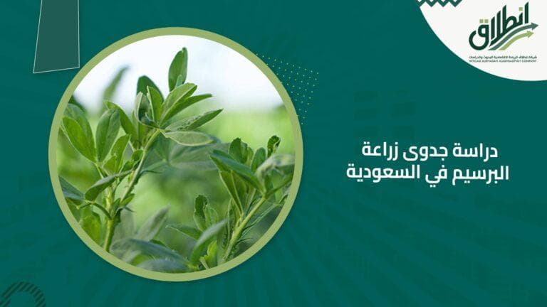 دراسة جدوى زراعة البرسيم في السعودية