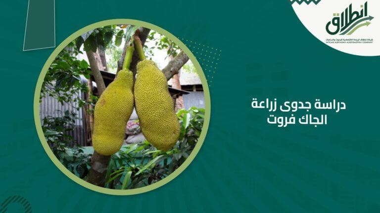 دراسة جدوى زراعة الجاك فروت