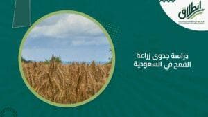 دراسة جدوى زراعة القمح في السعودية