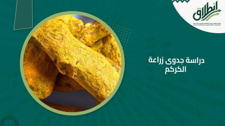 دراسة جدوى زراعة الكركم
