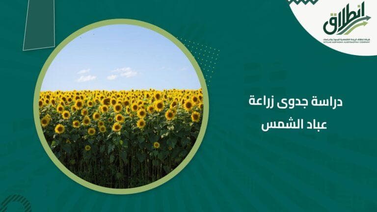 دراسة جدوى زراعة عباد الشمس