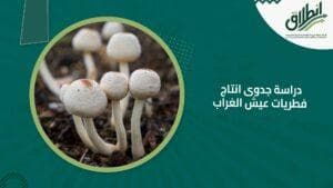 دراسة جدوى انتاج فطريات عيش الغراب