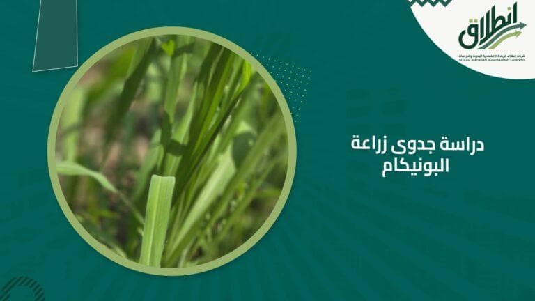 دراسة جدوى زراعة البونيكام