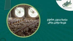 دراسة جدوى مشروع مزرعة دواجن بياض