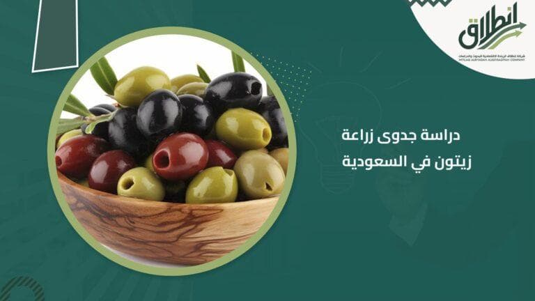 دراسة جدوى زراعة زيتون في السعودية