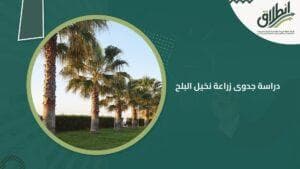 دراسة جدوى زراعة نخيل البلح