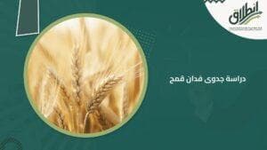 دراسة جدوى فدان قمح