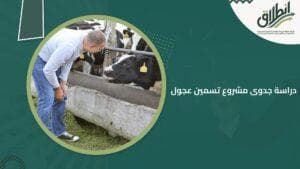 دراسة جدوى مشروع تسمين عجول