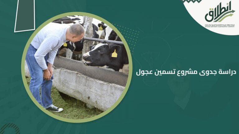 دراسة جدوى مشروع تسمين عجول