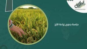 دراسة جدوى زراعة الأرز