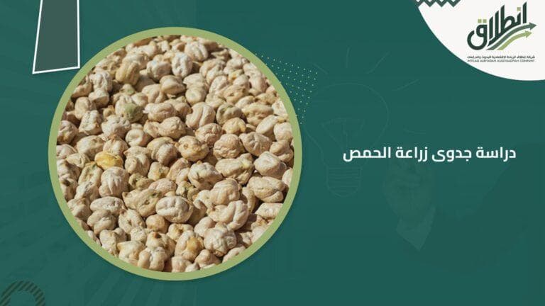 دراسة جدوى زراعة الحمص