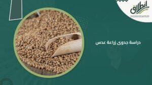 دراسة جدوى زراعة عدس