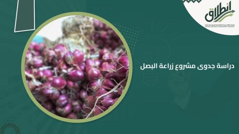 دراسة جدوى مشروع زراعة البصل