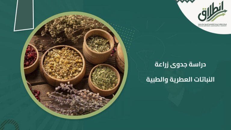 دراسة جدوى زراعة النباتات العطرية والطبية
