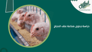 دراسة جدوى صناعة علف الدجاج
