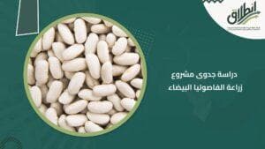 دراسة جدوى مشروع زراعة الفاصوليا البيضاء
