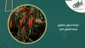 دراسة جدوى مشروع زراعة الفلفل الحار